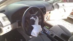 Legacy 2006 Steering Wheel 29710910. Fixed Price $104.55.