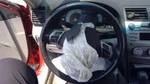 Used Steering Wheel Fits: 2010 Toyota Camry Grade. Fixed Price $137.75.