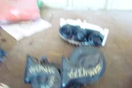 2000 Beetle Horn 128589. Fixed Price $65.00.