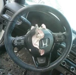 Civic 2024 Steering Wheel 736295. Fixed Price $225.00.